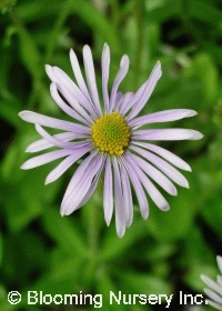 Aster tongolensis 'Wartburg Star'                 